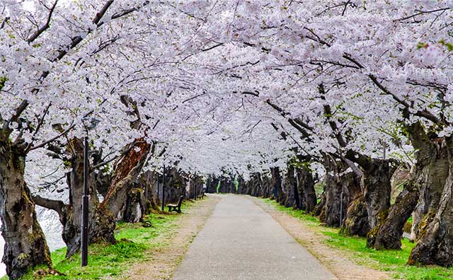 桜のトンネル