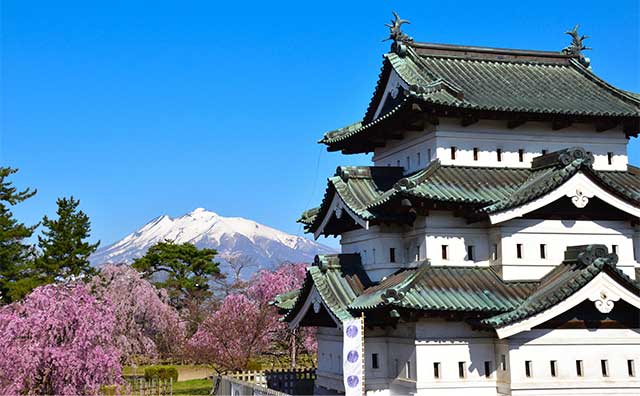 弘前城天守と桜