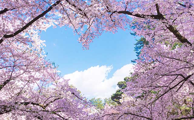 桜のハート