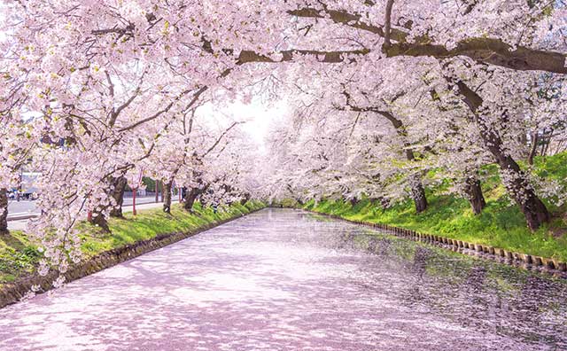 外濠の花筏（はないかだ）