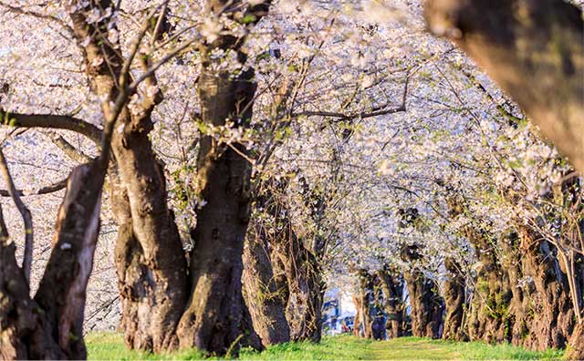 桧木内川堤の桜トンネル