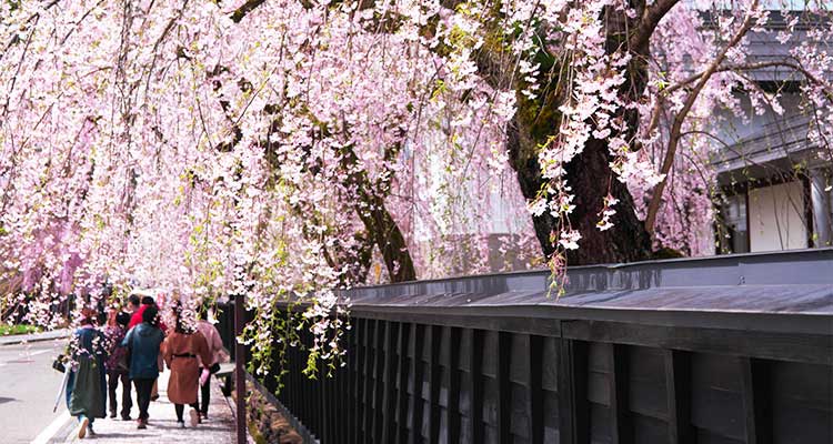 角館桜まつりは秋田新幹線でアクセス楽々！ 春爛漫「みちのくの小京都」を歩いてみよう