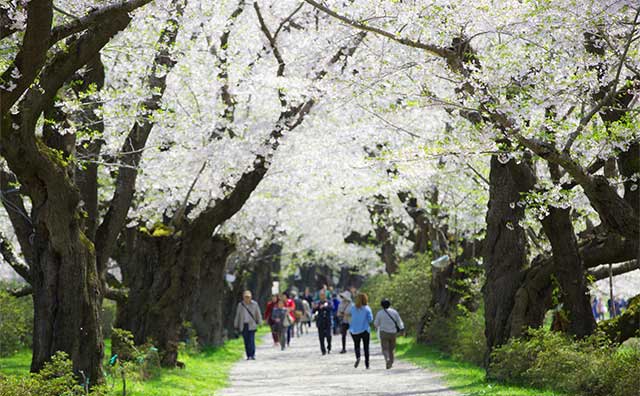 北上展勝地さくらまつりの見どころ