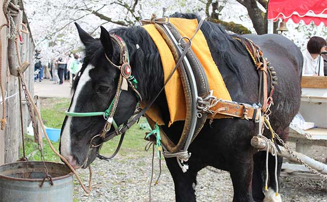 約2kmの桜並木