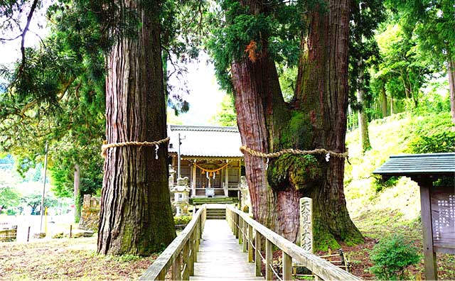 栢野大杉