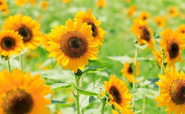 【大阪の夏】涼しく過ごせるスポット
