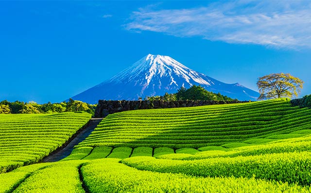 富士山を望める静岡の絶景スポット