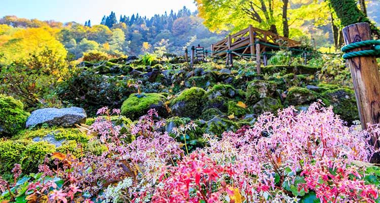 【湯沢高原アルプの里】大人もこどもも大満足な遊び場は？高原の風を感じよう！