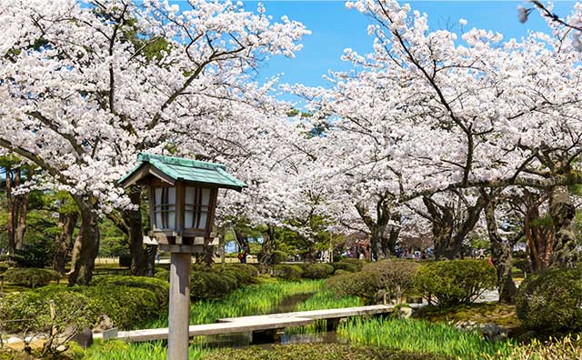 兼六園の桜
