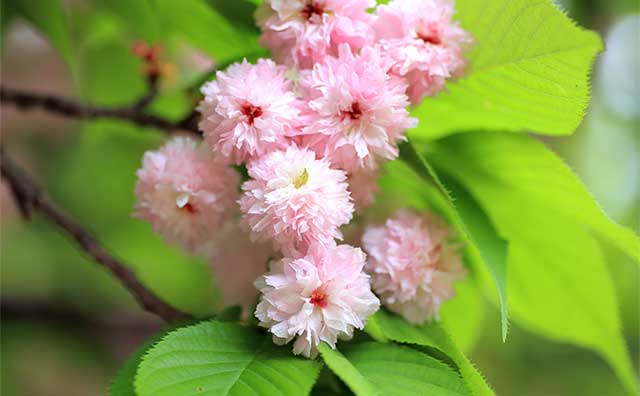 兼六園菊桜