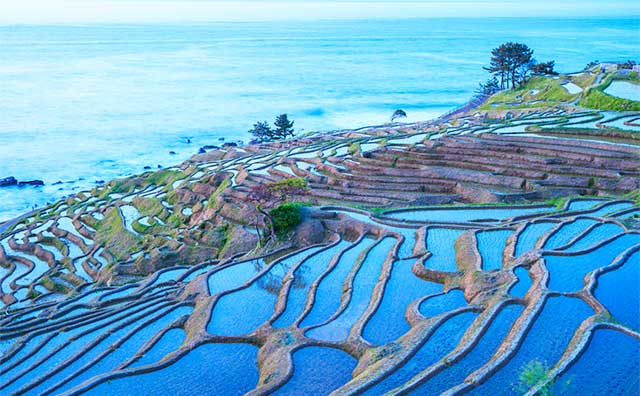 白米千枚田