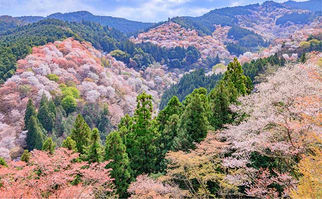 吉野山