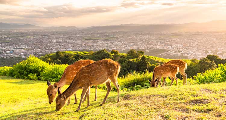 お寺以外も魅力満載な奈良県の観光スポット！インスタ映えスポットも紹介