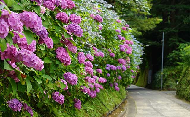 鎌倉　亀ヶ谷坂