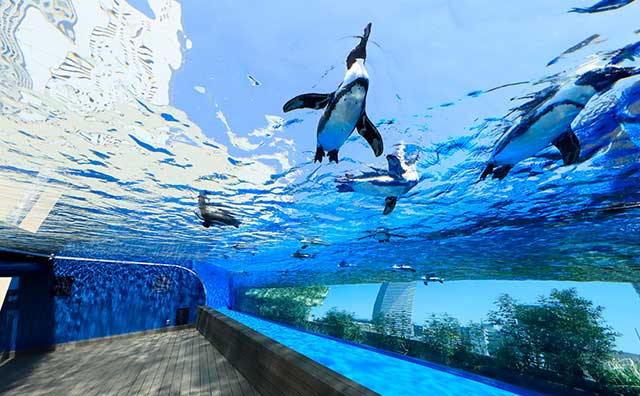 サンシャイン水族館　天空のペンギン