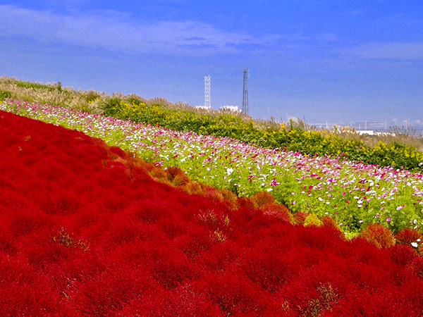 コキア、コスモス、バラ…関東・花の名所へ絶景を見に行こう