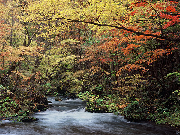 青森で紅葉狩り♪奥入瀬渓流＆十和田湖をハシゴ。名物バラ焼きも