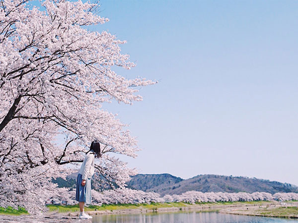 【東北の桜】一度は見てみたい！白石川堤一目千本桜の絶景に酔いしれる