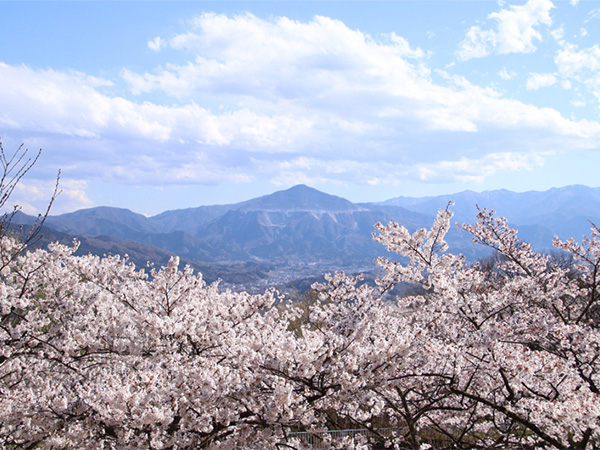 桜×低山ハイキングの名スポット5選を、山岳ライターがご案内！