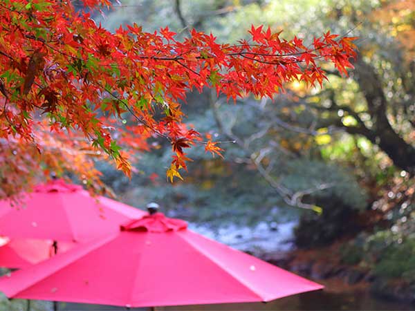 山中温泉「吉祥やまなか」宿泊記。紅葉の鶴仙渓と温泉街の散策も