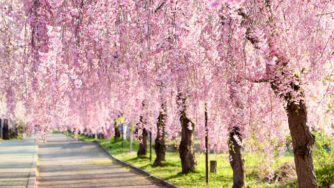 桜の名所・お花見スポット2026